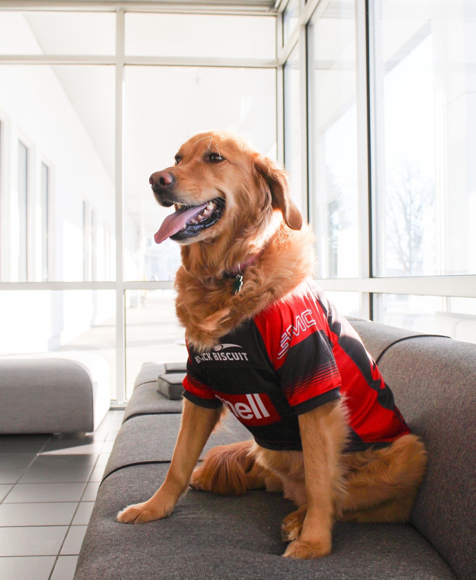Russet dog wearing a Black Biscuit shirt